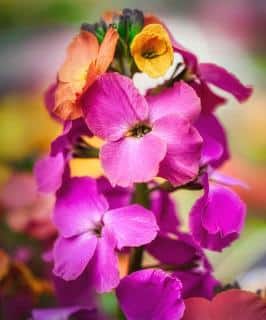 Pink and orange cluster of ravenelle wallflower, properly cared for