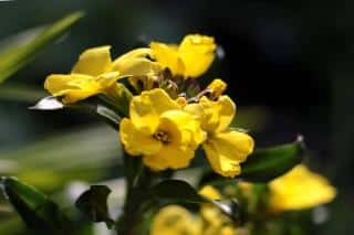 Yellow flower of the ravenelle wallflower