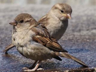 Sparrows are common but inconspicuous