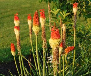 Caring for red hot poker lets you get many flowers from a single plant