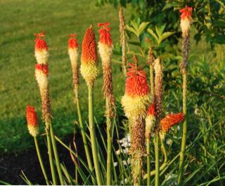 Caring for red hot poker lets you get many flowers from a single plant