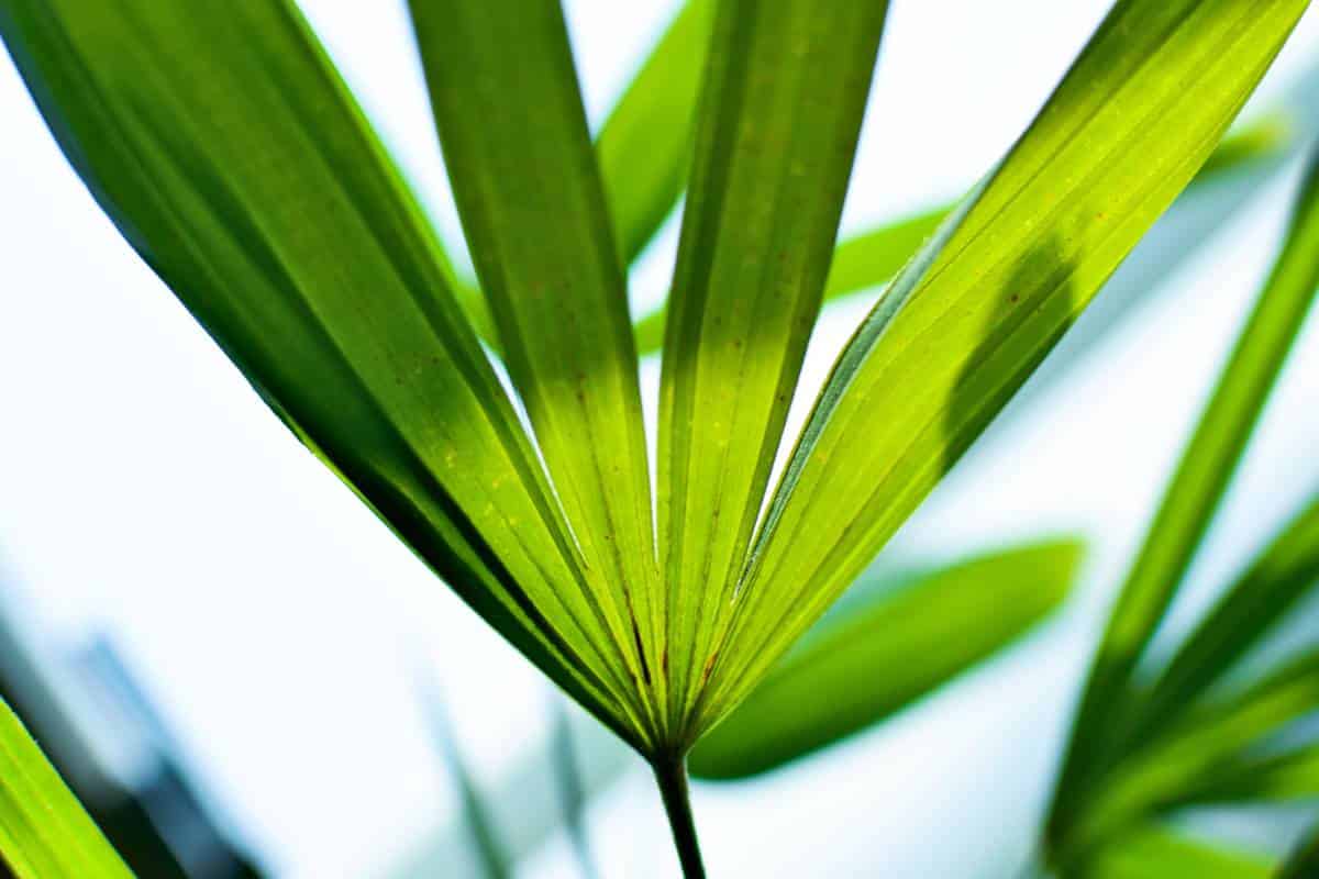 Rhapis excelsa leaf, the bamboo palm
