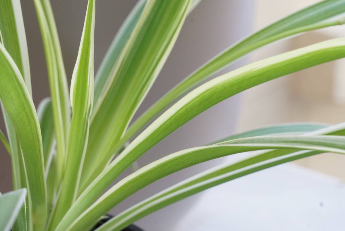 Ribbon plant in a pot