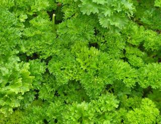 Caring for root parsley