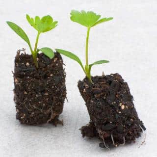 Planting root parsley plugs into the ground