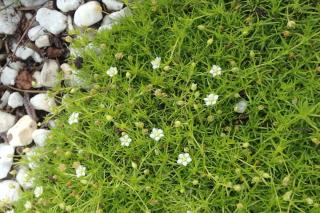 Sagina subulata, a ground-cover plant that looks like grass and moss