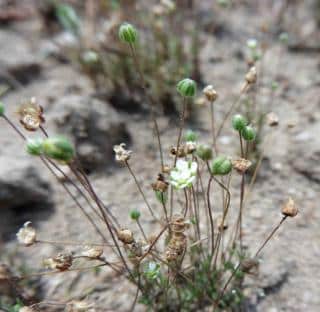 Diseases that affect sagina subulata are related to environmental stress