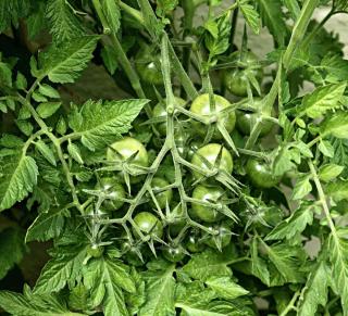 Lush leaves and growth of saint pierre tomato vine