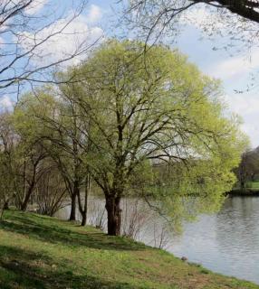 Single large white willow near a lake