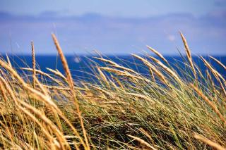 Seaside view through leaves and seed pods of blue lyme grass