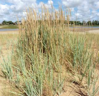 Landscaping uses or blue lyme grass include stabilizing sand dunes