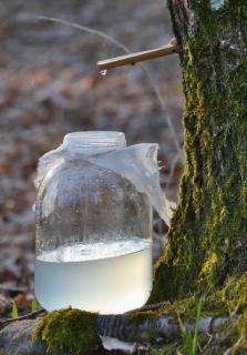 Sap drips into a container from a birch tree
