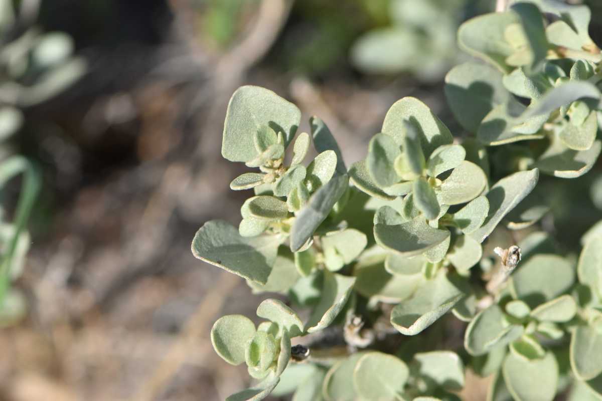 Sea orache, or salbush, leaves