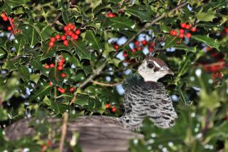 Peacock hiding in a holly bush