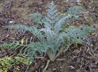 Sowing cardoon with seeds