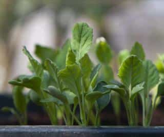 Sowing cauliflower in a tray