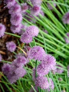 How to sow chives