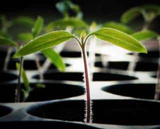 Saint Pierre tomato sowing and seedlings