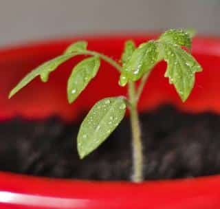 Sowing torino tomato