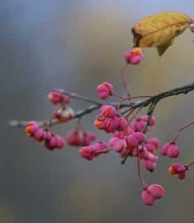 Spindle hedge shrubs produce some of the most visually attractive fruits ever