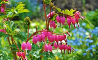Bleeding heart has fronds of colorful flowers