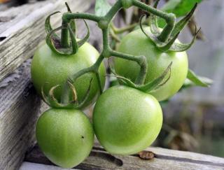 Four green saint pierre tomato still on the branch