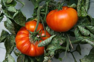 Caring for beefsteak tomato implies staking, among others