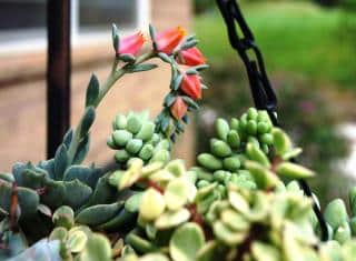 Hanging succulent with flowers in a chain-held pot