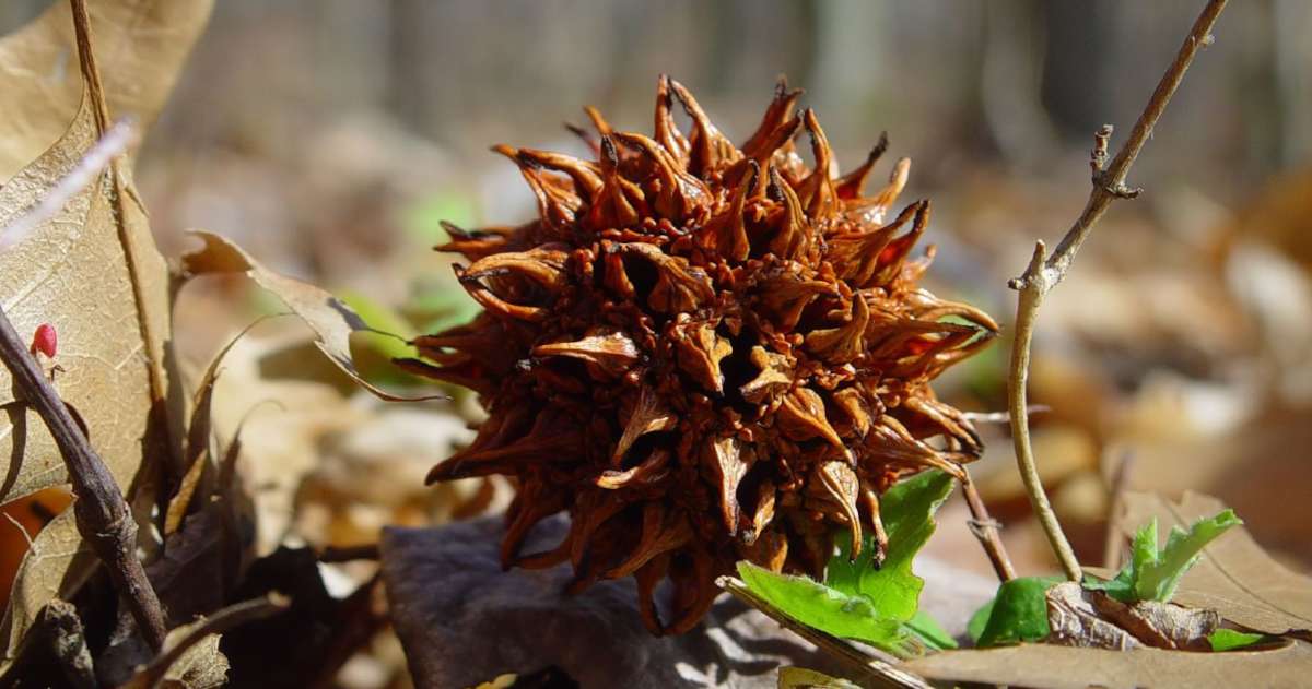 Sweetgum fruit, a prickly ball