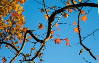 Pruning of sweetgum isn't always necessary