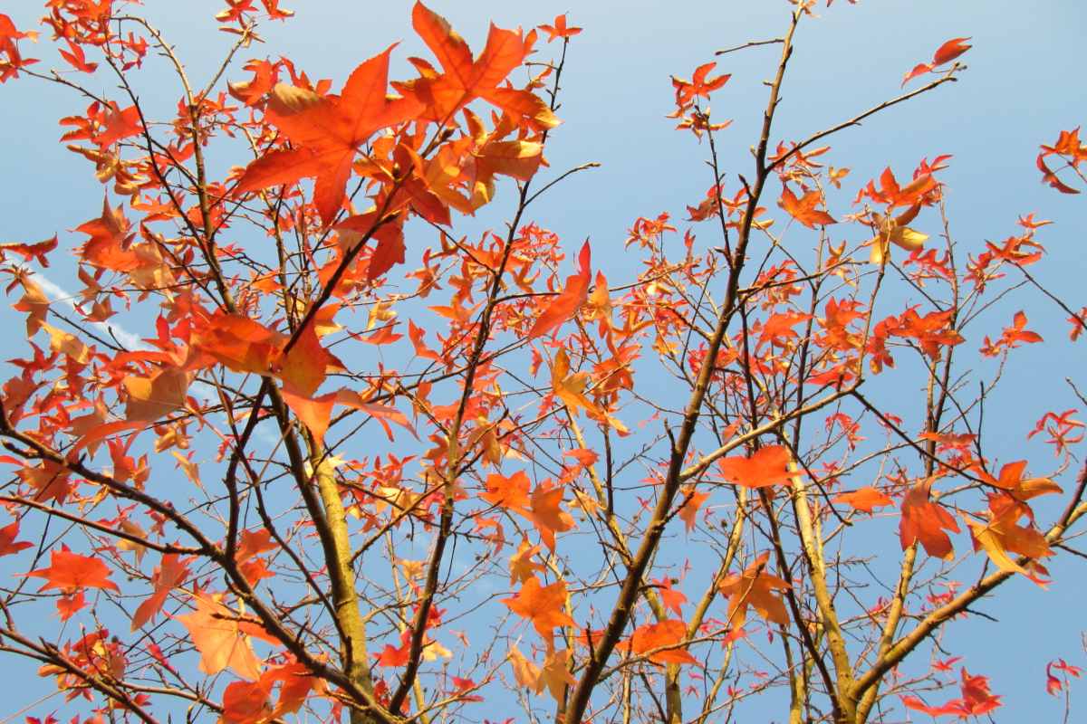 Sweetgum tree in fall