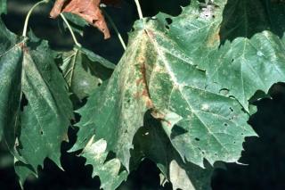 Leaves have tiny whitish spots that appear on the topside of each lace bug feeding site