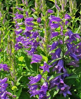 Tall flowers also come in shades of blue