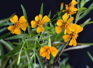 Tarragon is an herb known to control allergies