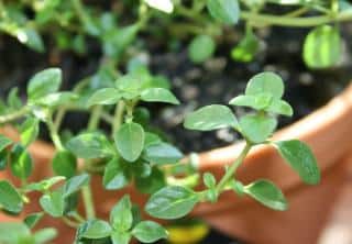 Thyme leaves excel at reducing severity of allergies