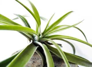 Diseases that infect tillandsia are either water-related or pests