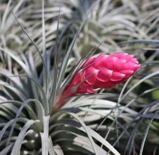 Flower on a tillandsia plant