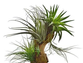 Planting tillandsia isn't a question of soil-mix