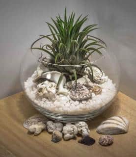 In a pot, you'll only need to add gravel for tillandsia