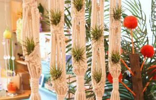 Watering tillandsia is a bit difficult if your plantscaping is too complex