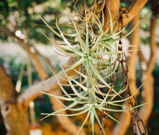 In the wild, tillandsia grows on trees