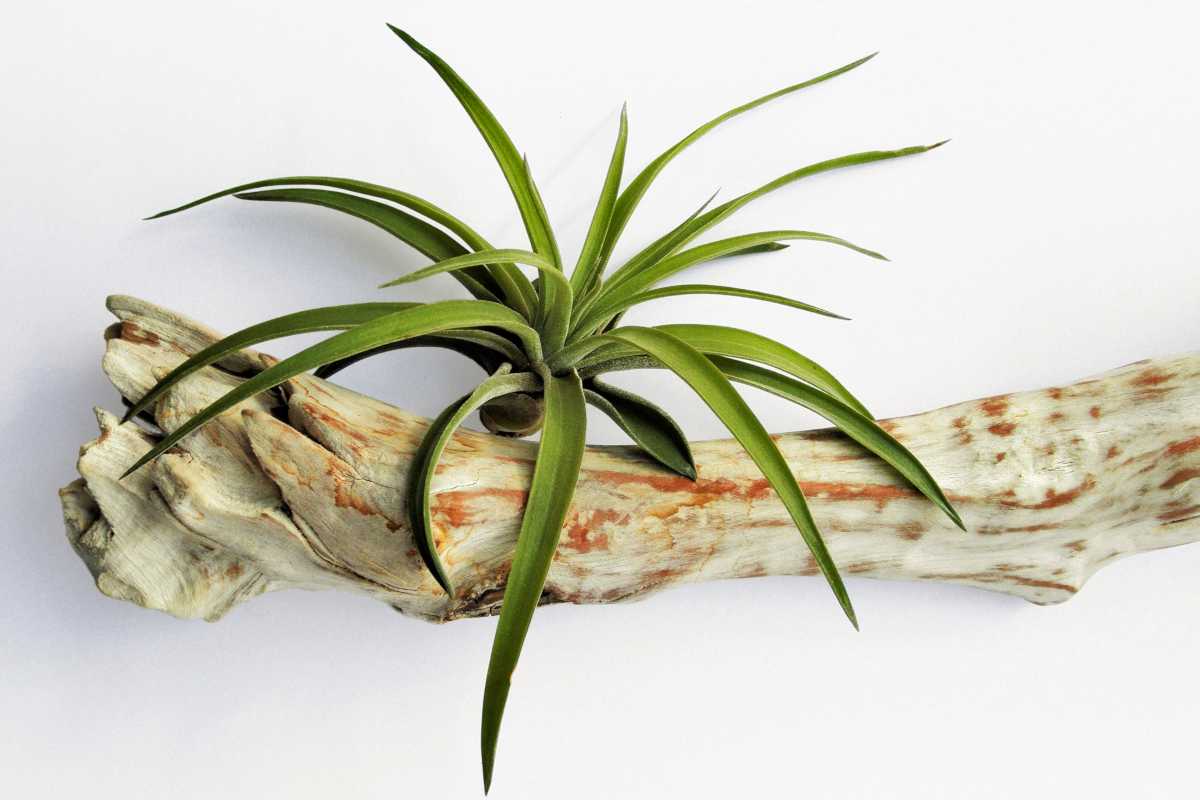 Tillandisa, the air plant