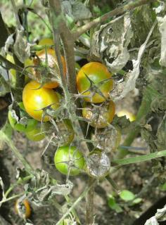 Organic treatments for downy mildew or tomato late blight