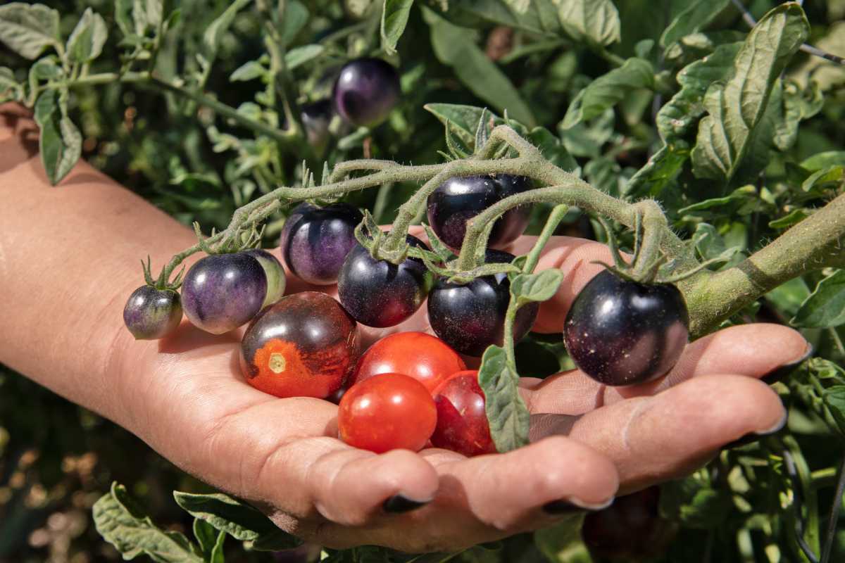 New varieties of tomatoes produced every year show how important this king of vegetables is for us