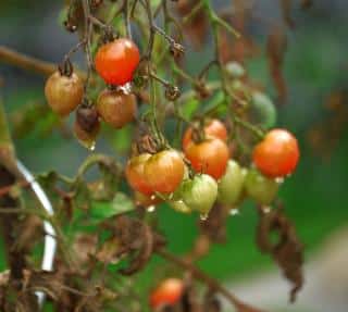 Tomato vines suffer from the same diseases vegetables do