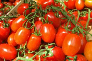 Torino tomato, a fruity, firm plum tomato