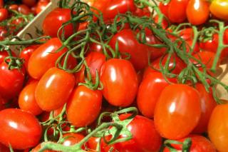 Torino tomato growing staking