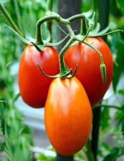 Caring for torino tomato