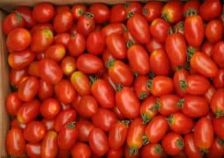 Harvest of torino tomatoes in a carton