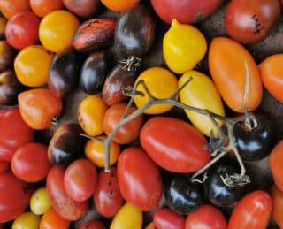 Different tomato varieties that have lycopene, including the torino